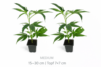 Cannabis Stecklinge 15-30 cm im Topf 7x7 xm - kräftige Jungpflanzen