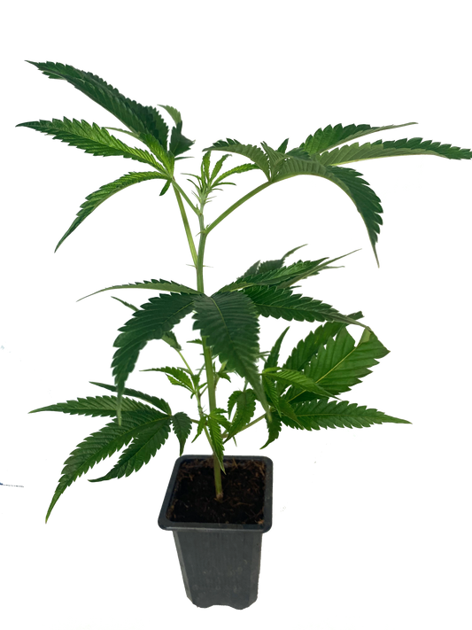 (Dieses Bild gehört zu Black Domina und sollte entfernt werden)
