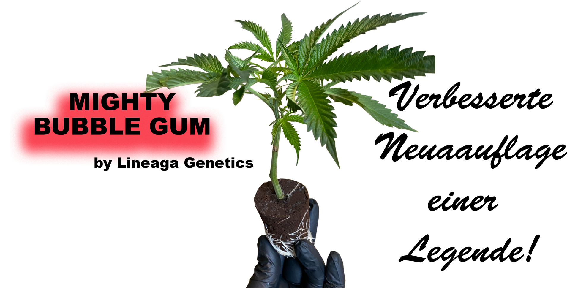 Mighty Bubble Gum Cannabis Stecklinge - Nostalgischer 90er Jahre Klassiker von Lineage Genetics
