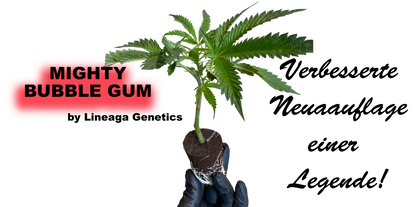 Mighty Bubble Gum Cannabis Stecklinge - Nostalgischer 90er Jahre Klassiker von Lineage Genetics