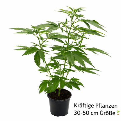 Cannabis Steckling kaufen - bewurzelte Hanfsteckling im Topf