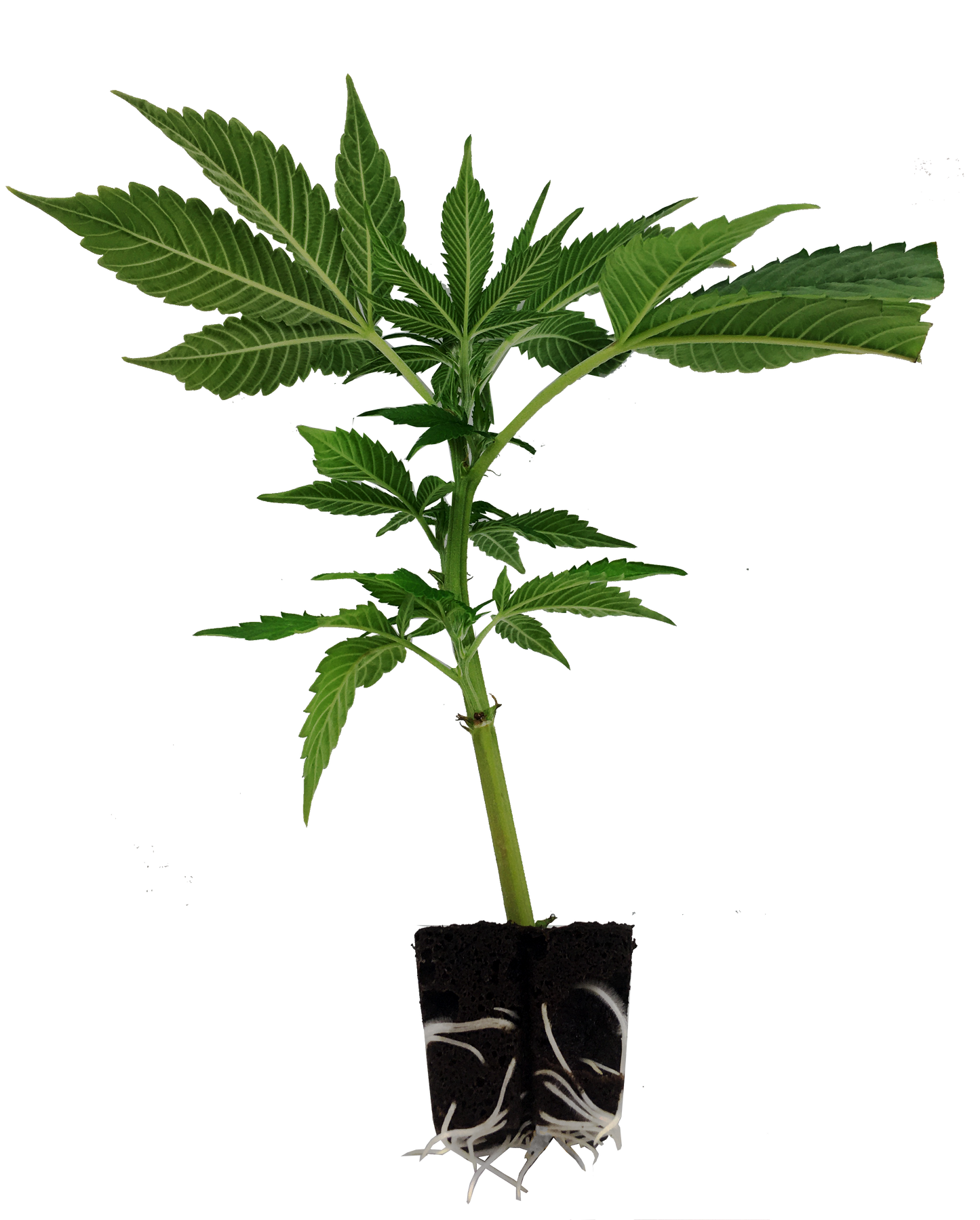 Orange Bud Hanfstecklinge kaufen - Premium Cannabis-Steckling von Dutch Passion
