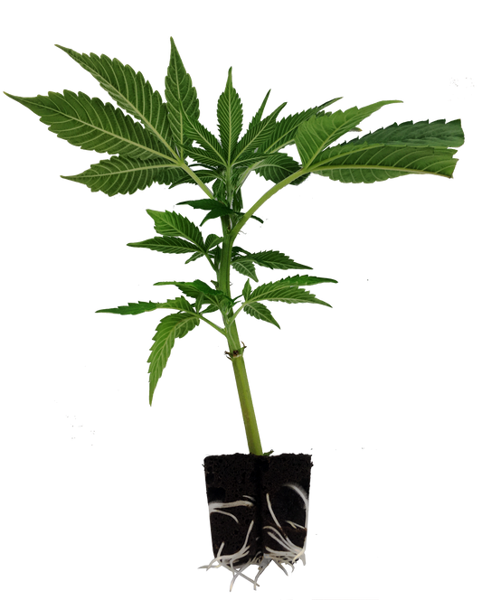Orange Bud Hanfstecklinge kaufen - Premium Cannabis-Steckling von Dutch Passion
