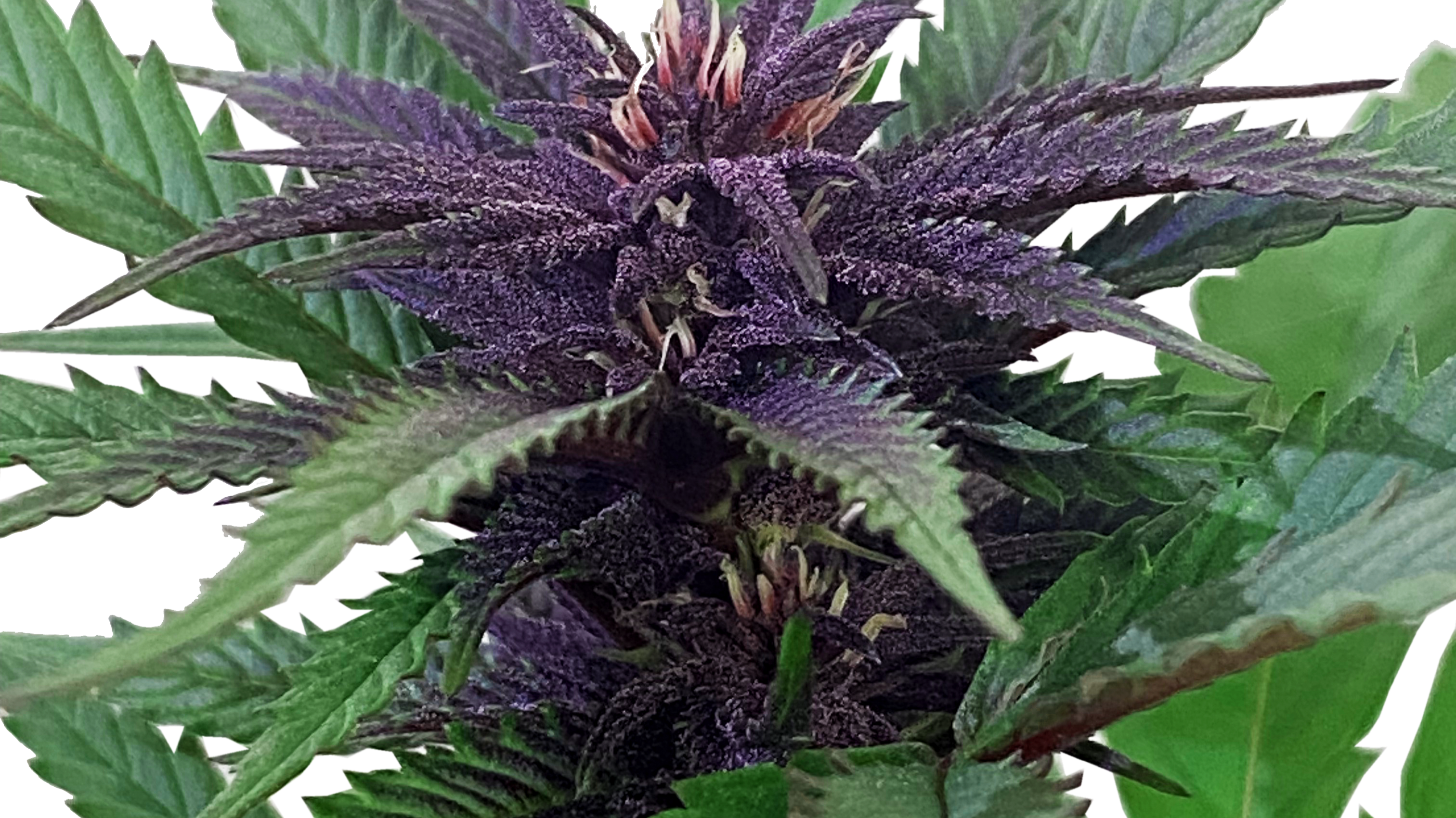 Pineapple Upside Down Cake Cannabis-Stecklinge - Premium Sativa-Steckling von Humboldt Seed Company