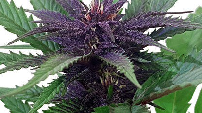 Pineapple Upside Down Cake Cannabis-Stecklinge - Premium Sativa-Steckling von Humboldt Seed Company