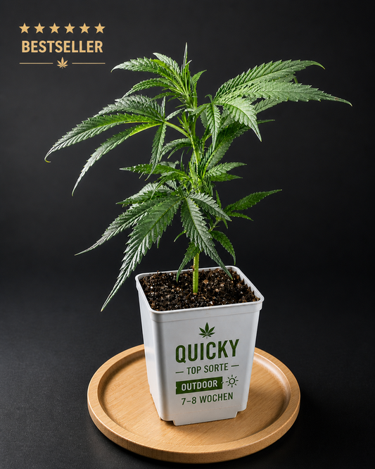 Quicky Cannabis Steckling – Bestseller, Outdoor geeignet, 7-8 Wochen Blütezeit | Wunderland Genetics