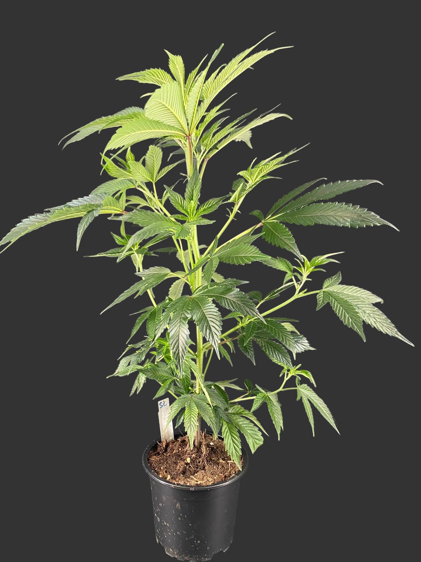Sheep Counter – Erdige Tiefe trifft Indica-Kraft