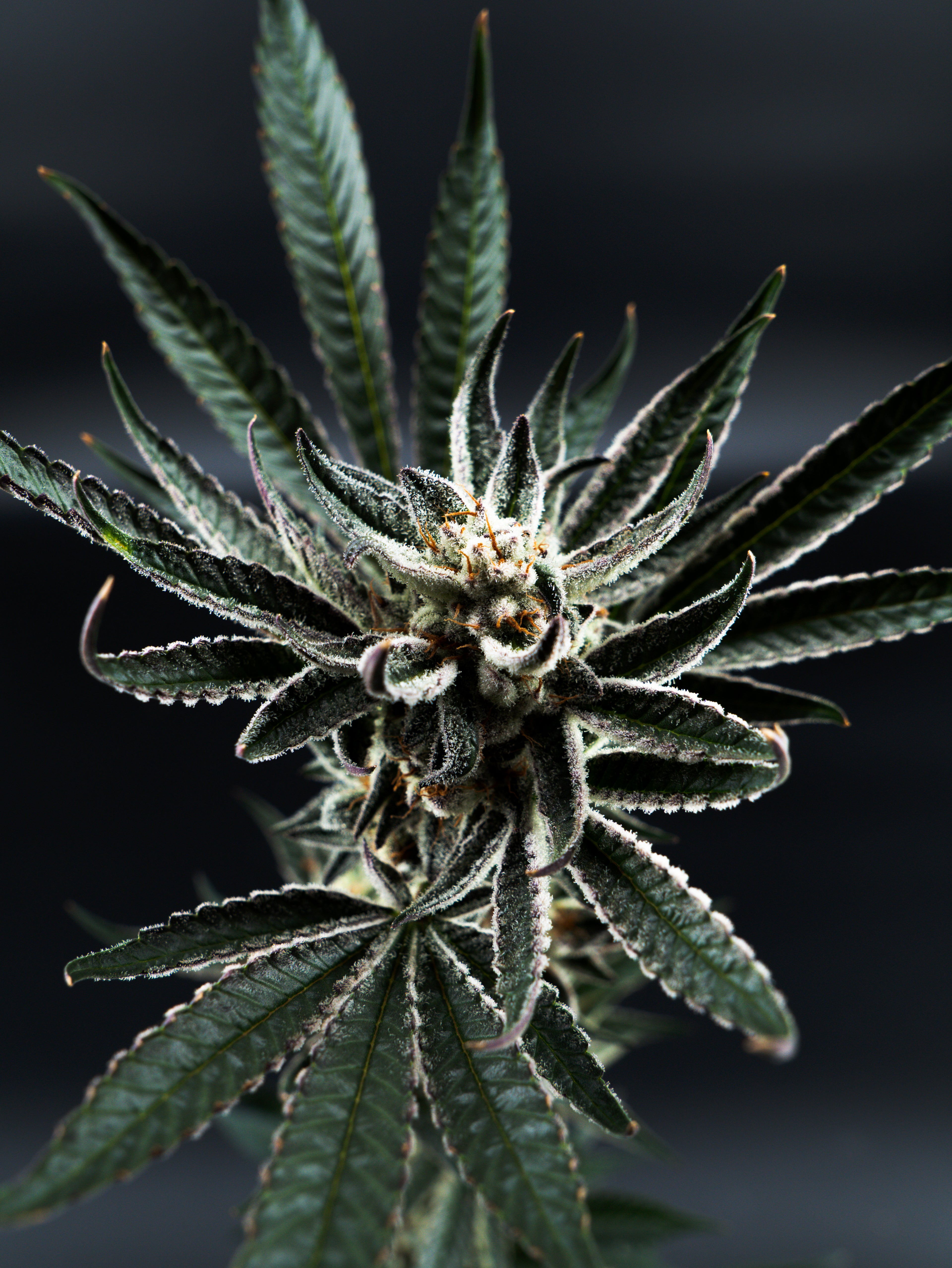 Cannabis Pflanze Snowmosa mit Blüte und Trichomen