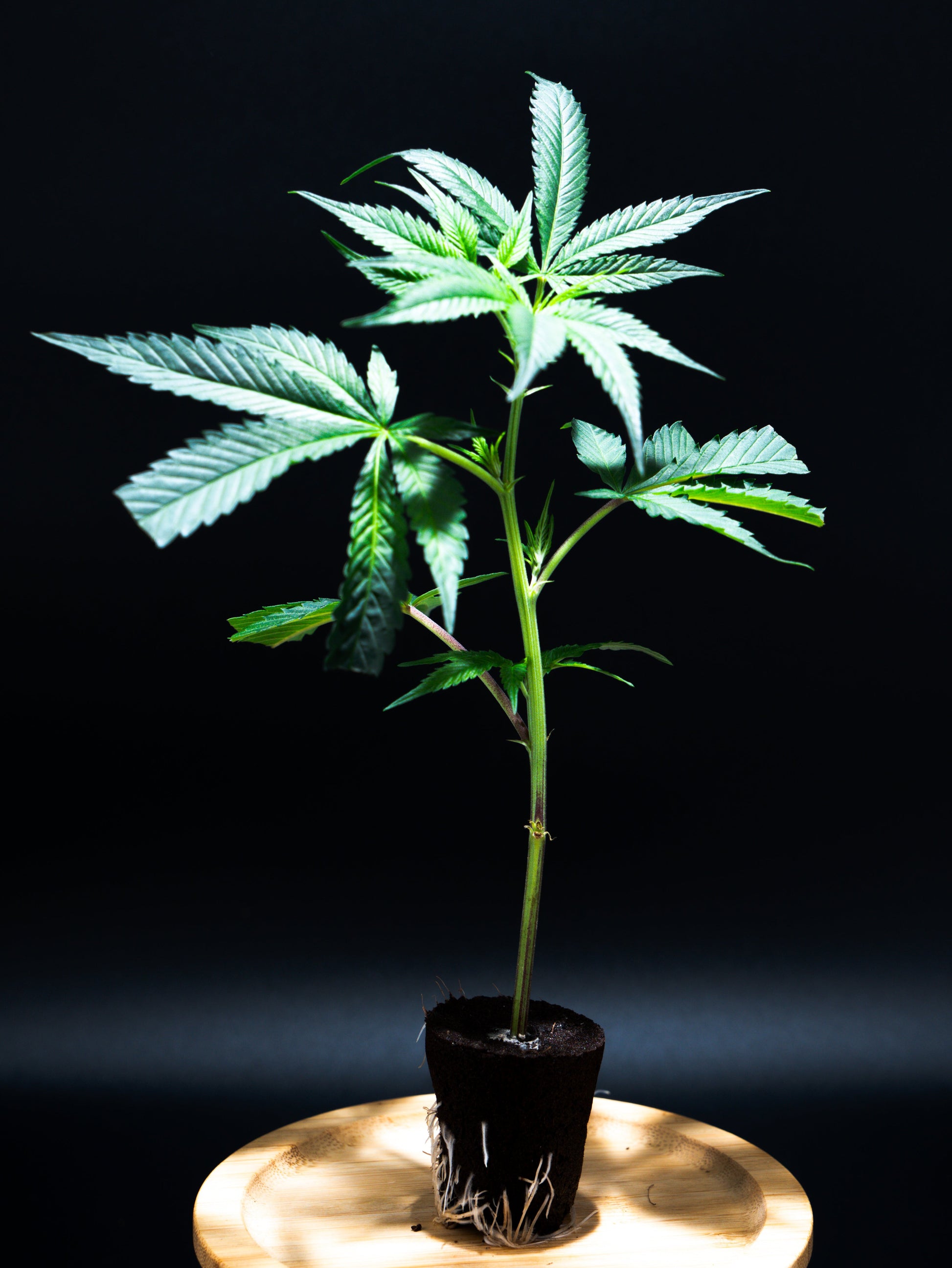 Bewurzelter Cannabis Steckling mit sichbaren Wurzeln - gesunde Jungpflanze im Plug