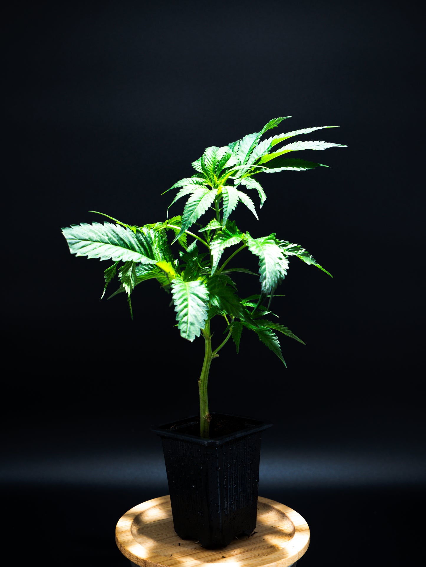 Cannabis Steckling im Topf mit sichbaren Wurzeln - gesunde Jungpflanze