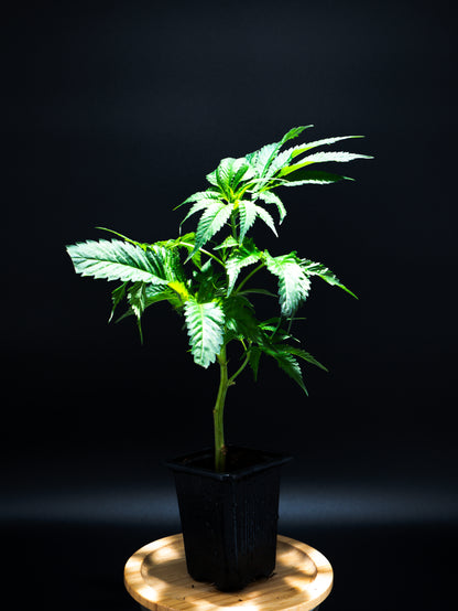 Cannabis Steckling im Topf mit sichbaren Wurzeln - gesunde Jungpflanze