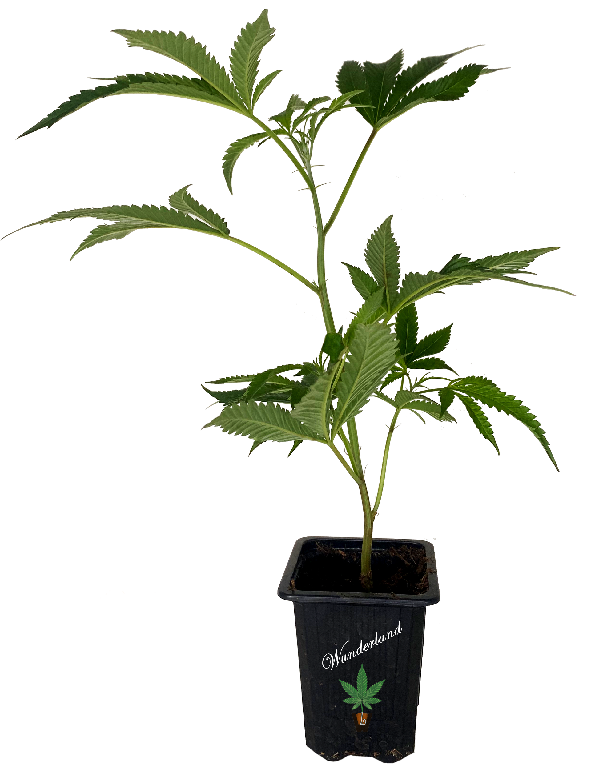 Verrückter Hutmacher Stecklinge - Bubble Gum x Critical Mass mit fruchtig-minzigem Aroma