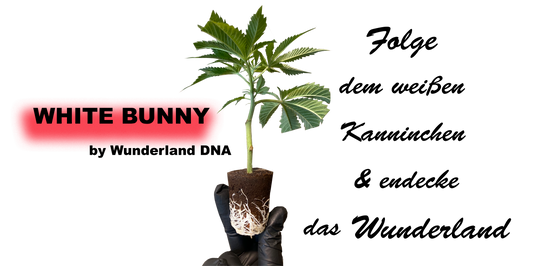 White Bunny Steckling mit entwickelten weißen Wurzeln
