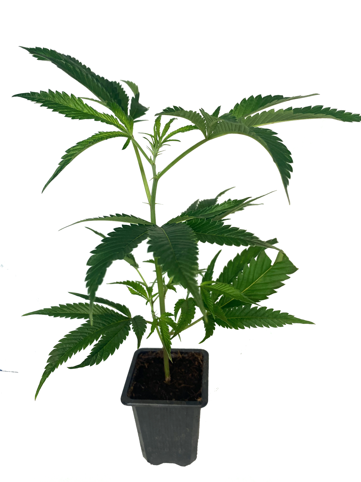 Cannabis Stecklinge medium 15-30 cm im 7x7 cm topf