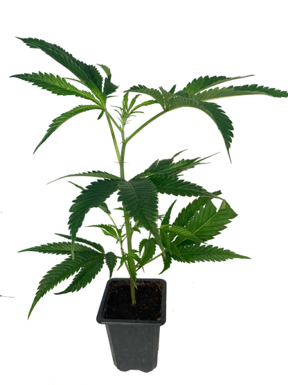 Cannabis Stecklinge medium 15-30 cm im 7x7 cm topf