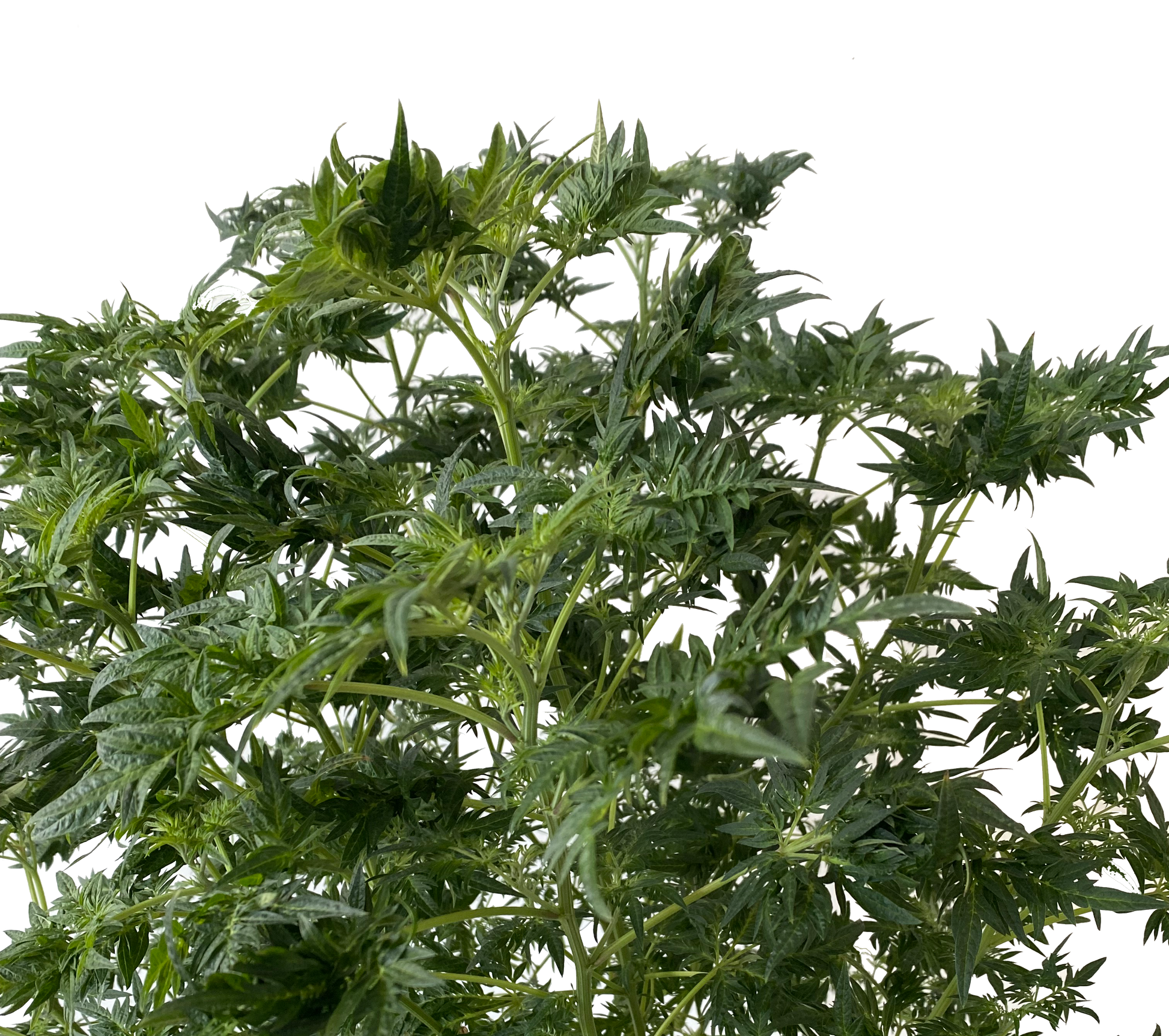 Freak Show Stecklinge im Topf - Kompakte Sativa mit außergewöhnlichem Blattwerk