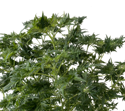 Freak Show Stecklinge im Topf - Kompakte Sativa mit außergewöhnlichem Blattwerk