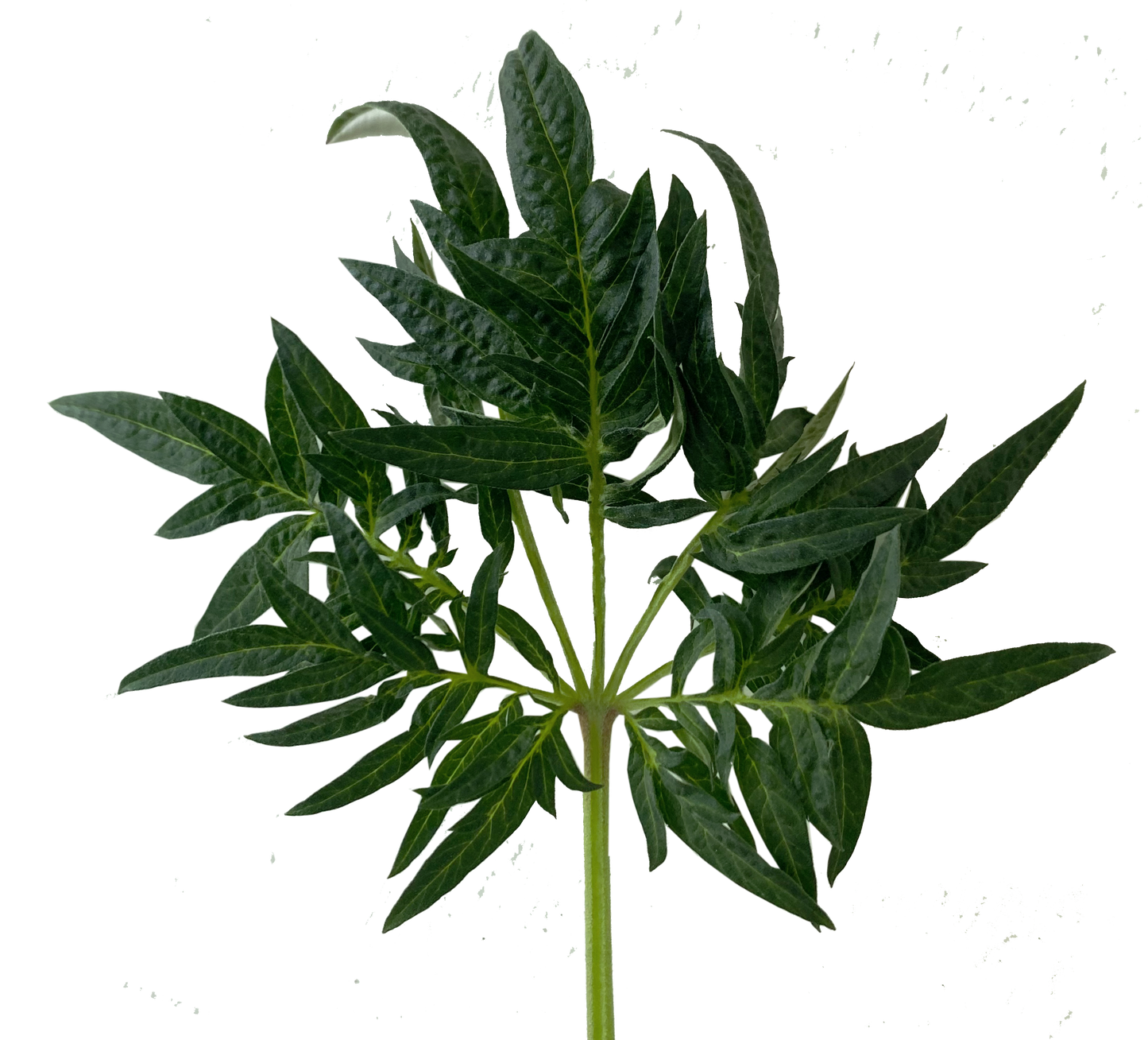 Freak Show Stecklinge