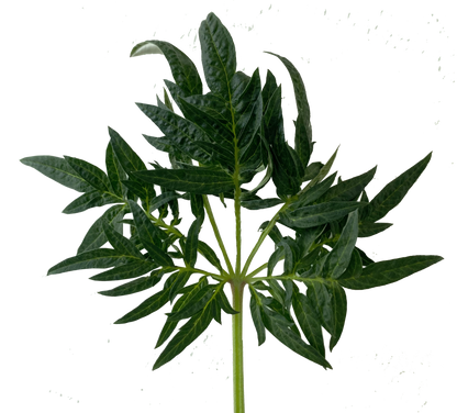 Freak Show Stecklinge