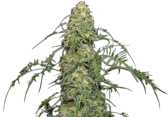 Freak Show Cannabis Stecklinge Detail - Natürliche Mutation mit charakteristischem Zitrus-Aroma