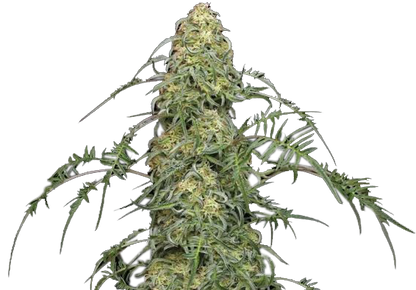 Freak Show Cannabis Stecklinge Detail - Natürliche Mutation mit charakteristischem Zitrus-Aroma