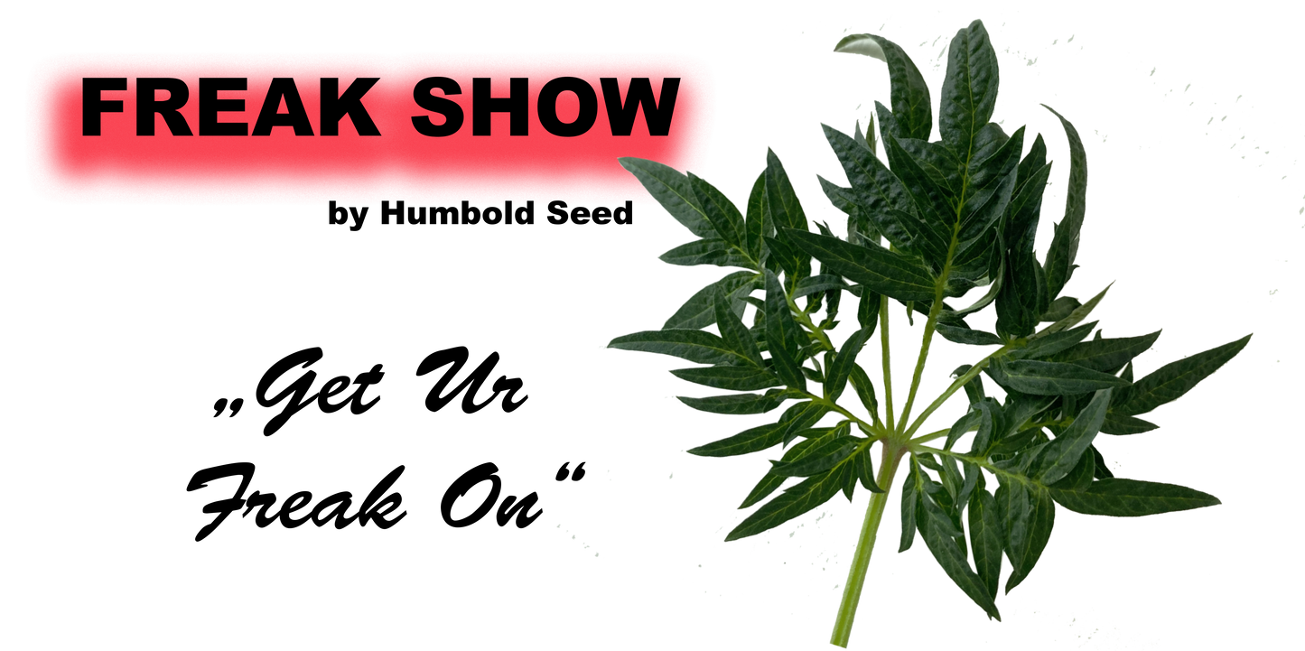 Freak Show Cannabis Stecklinge - Einzigartige Fernleaf Mutation von Humboldt Seed Company