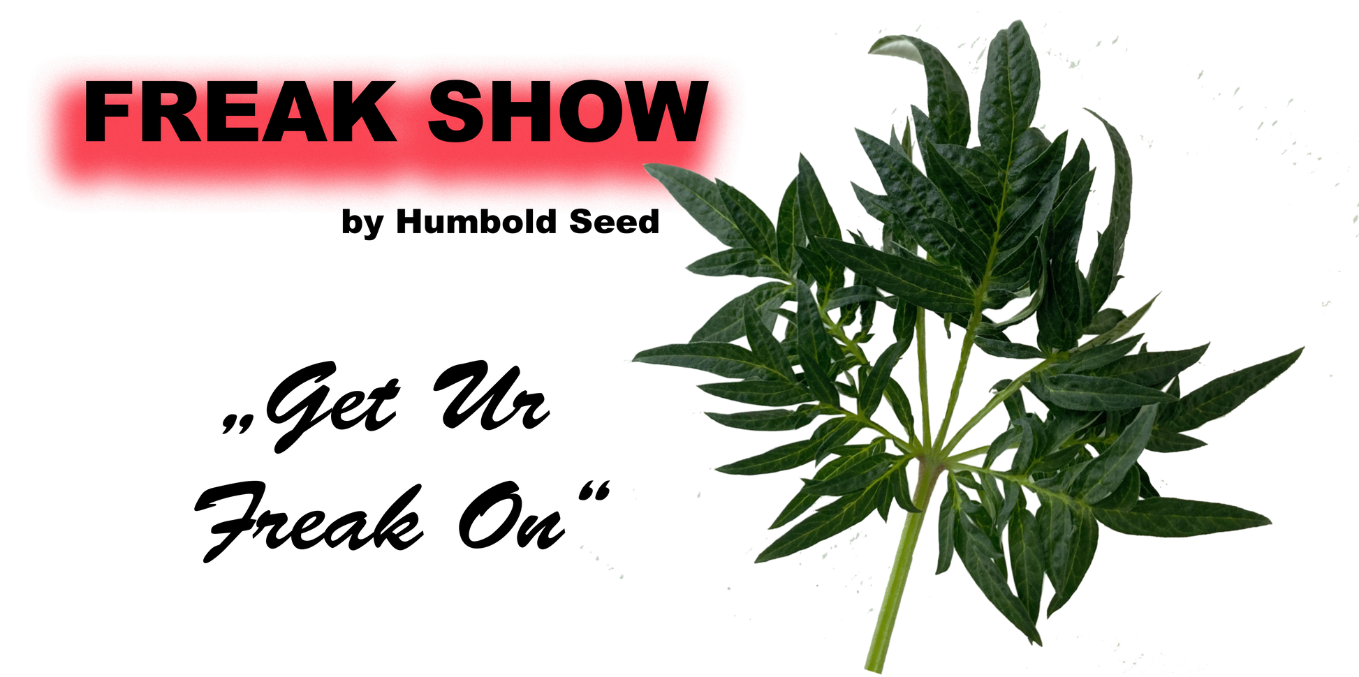Freak Show Cannabis Stecklinge - Einzigartige Fernleaf Mutation von Humboldt Seed Company