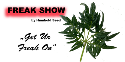 Freak Show Cannabis Stecklinge - Einzigartige Fernleaf Mutation von Humboldt Seed Company