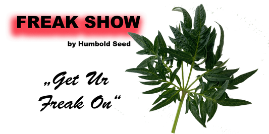 Freak Show Cannabis Stecklinge - Einzigartige Fernleaf Mutation von Humboldt Seed Company