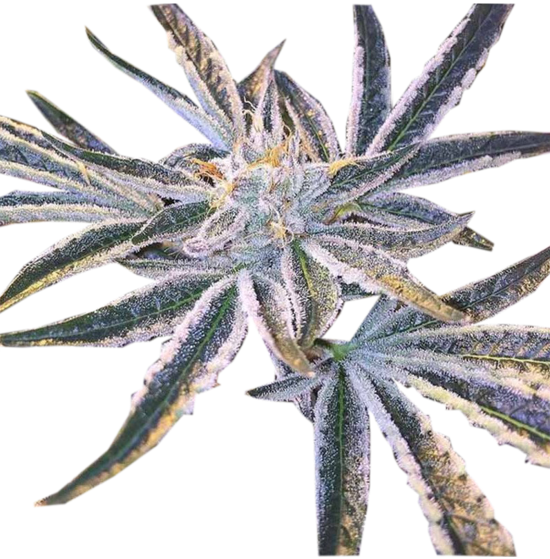 Fruit Tree Stecklinge - Fruchtiger Indica-dominanter Hybrid mit intensivem Aroma