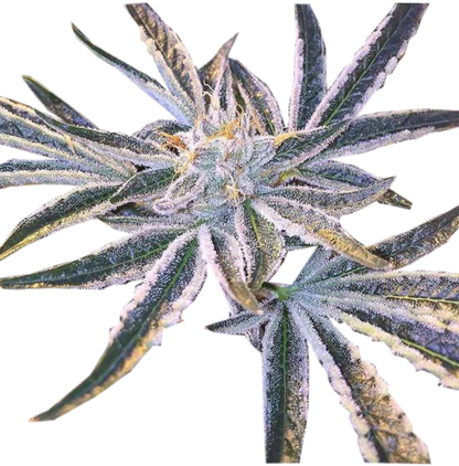 Fruit Tree Stecklinge - Fruchtiger Indica-dominanter Hybrid mit intensivem Aroma