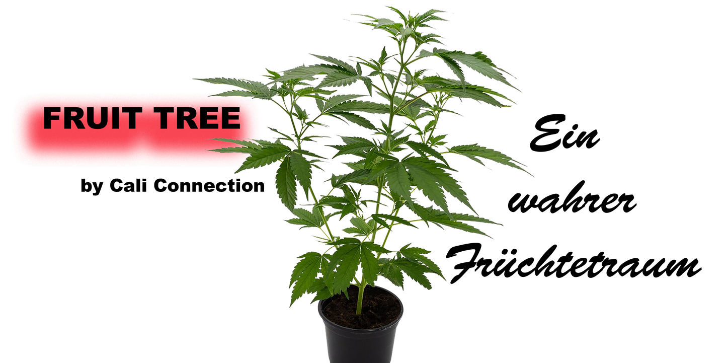 Fruit Tree Cannabis Pflanze - Premium Qualität von Cali Connection