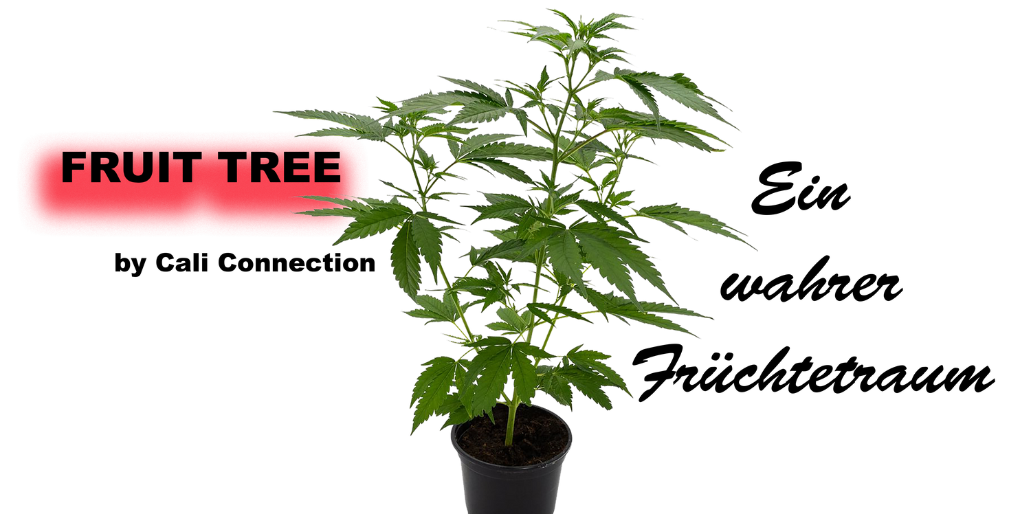 Fruit Tree Cannabis Pflanze - Premium Qualität von Cali Connection