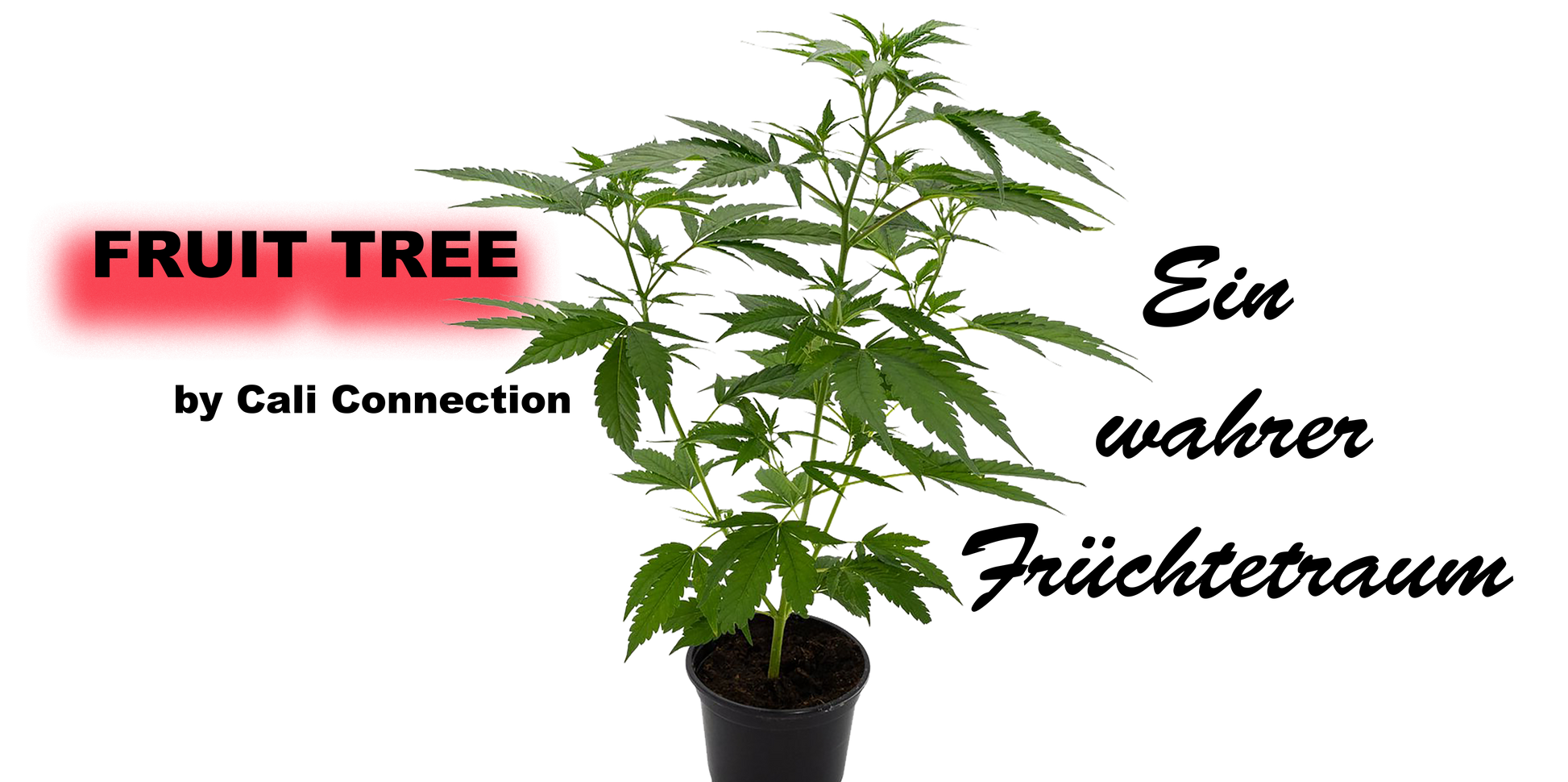 Fruit Tree Cannabis Pflanze - Premium Qualität von Cali Connection