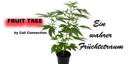 Fruit Tree Cannabis Pflanze - Premium Qualität von Cali Connection