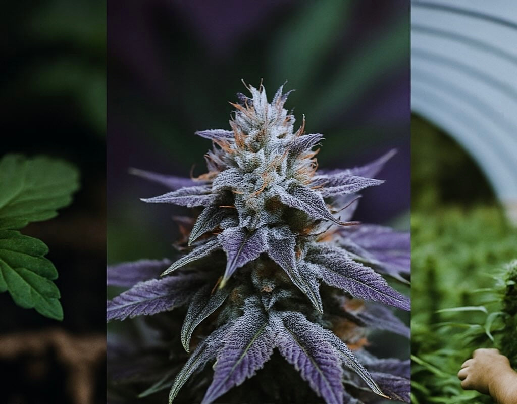 Dreiteiliges Bild: Cannabis-Steckling im Anzuchttopf, lila Cannabis-Blüte mit starker Genetik, Gärtner im Gewächshaus – Starke Genetiken exklusiv bei Hanfshop Wunderland