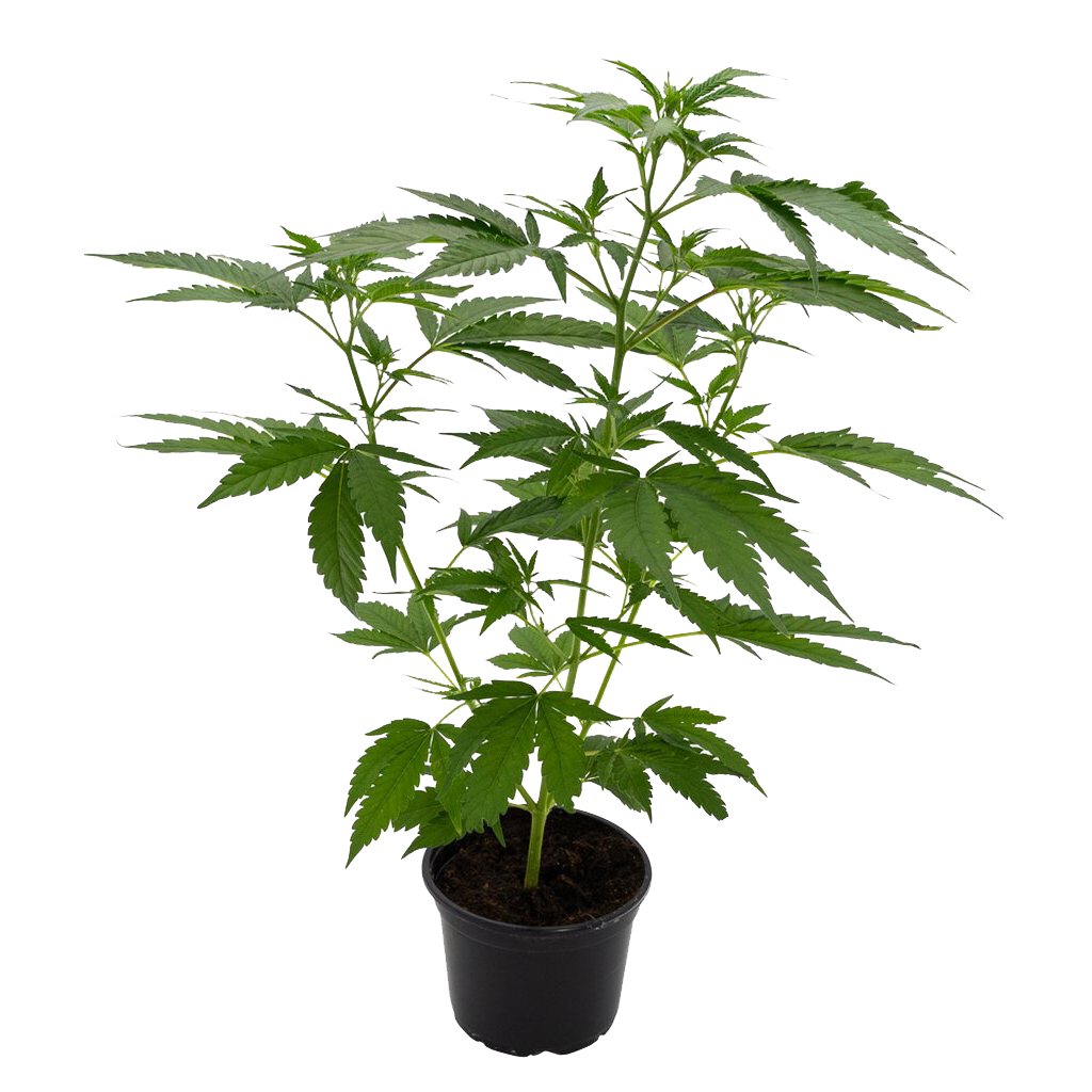 Grinsekatze - Cannabis Klone von Wunderland Genetics