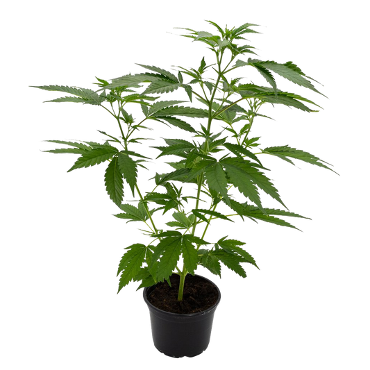 Grinsekatze -  Wunderland Genetics