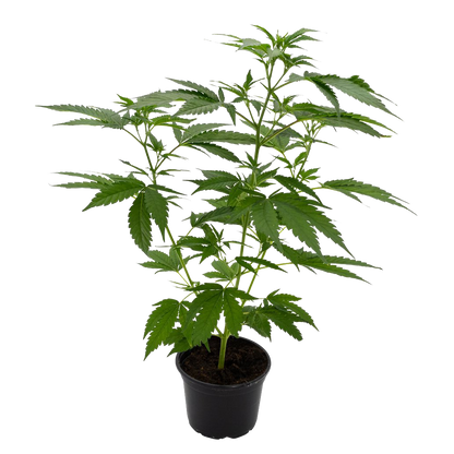 Snowmosa - Frostige Eleganz trifft komplexes Terpenprofil