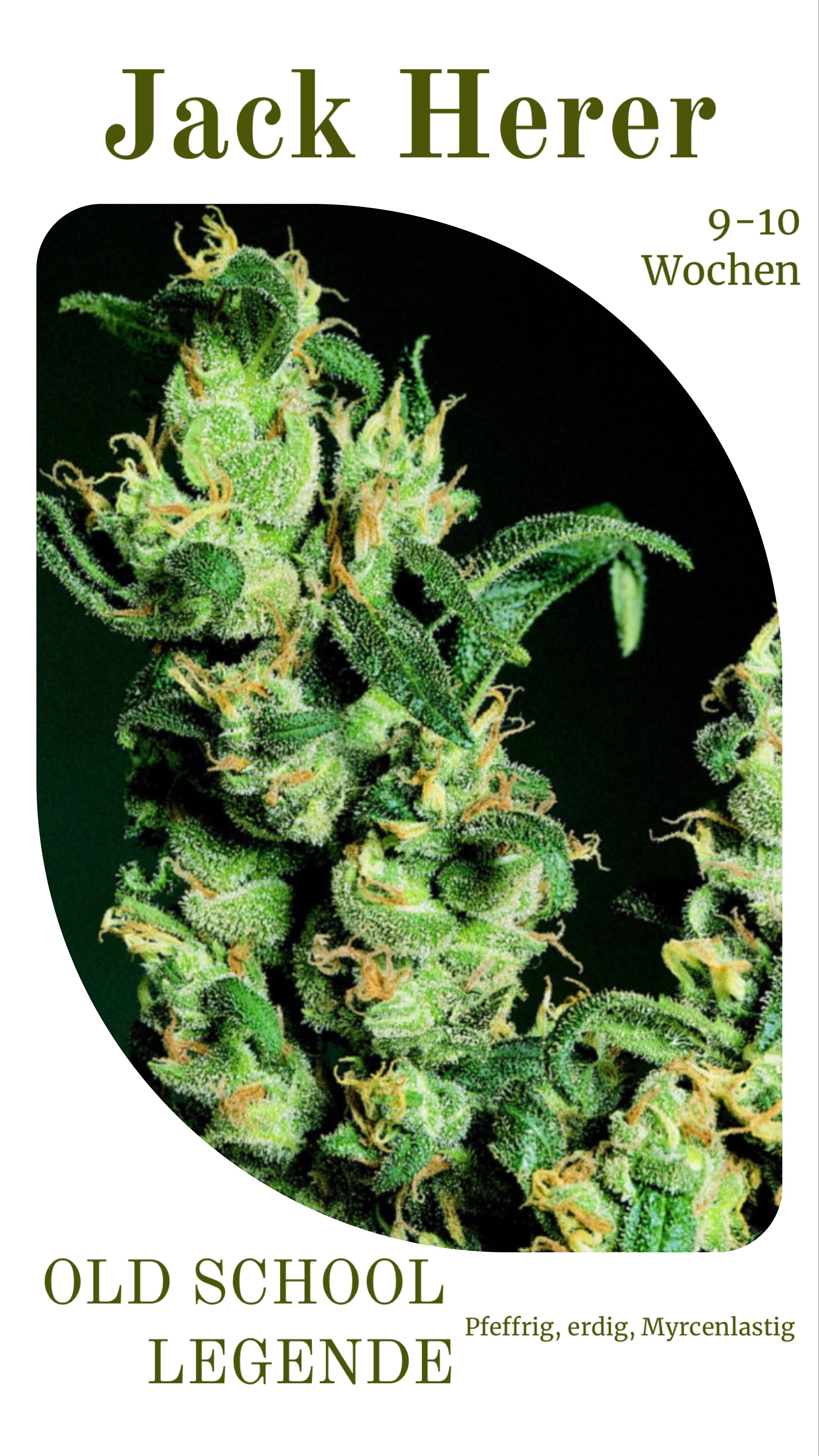Jack Herer eine old School Legende