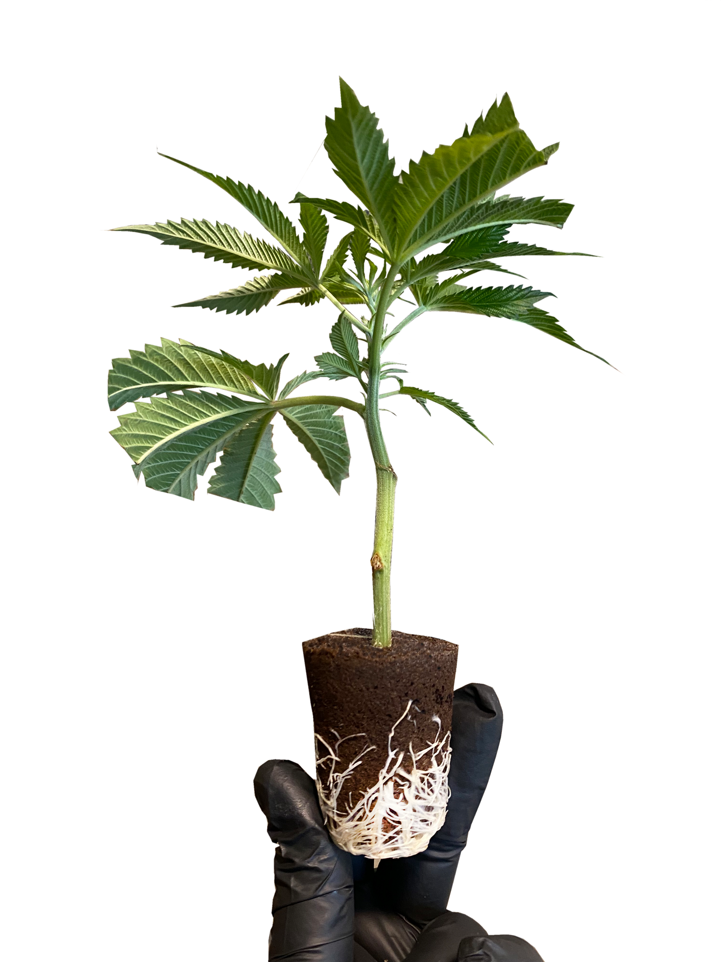 German OG Hanf Klone - Wunderland Genetics Deutschland Edition