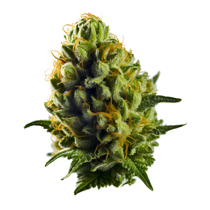 La Kosher Kush kalifornische cannabis sorte