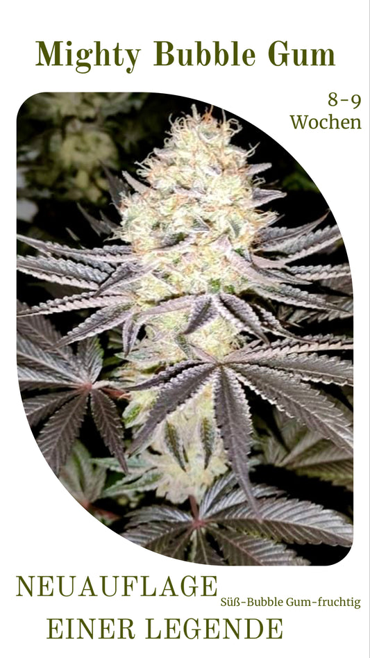 Mighty Bubble Gum - Neuauflage einer Legende