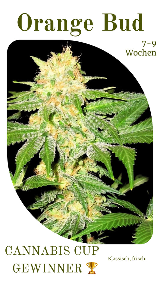 Orange Bud klassisch, frisch 
