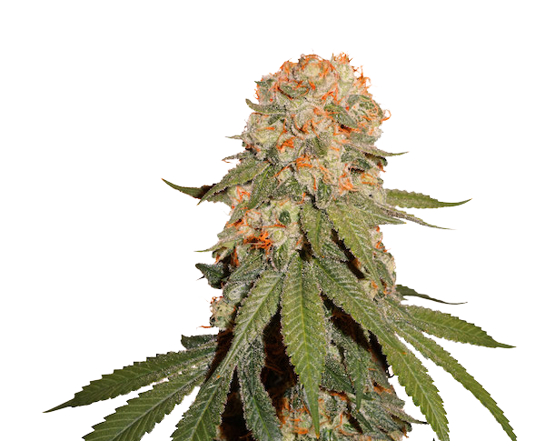 Orange Bud Hanfstecklinge mit fruchtigem Orangen-Aroma - Cannabis Cup Gewinner