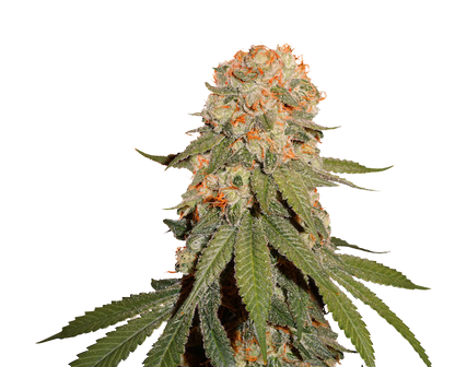 Orange Bud Hanfstecklinge mit fruchtigem Orangen-Aroma - Cannabis Cup Gewinner