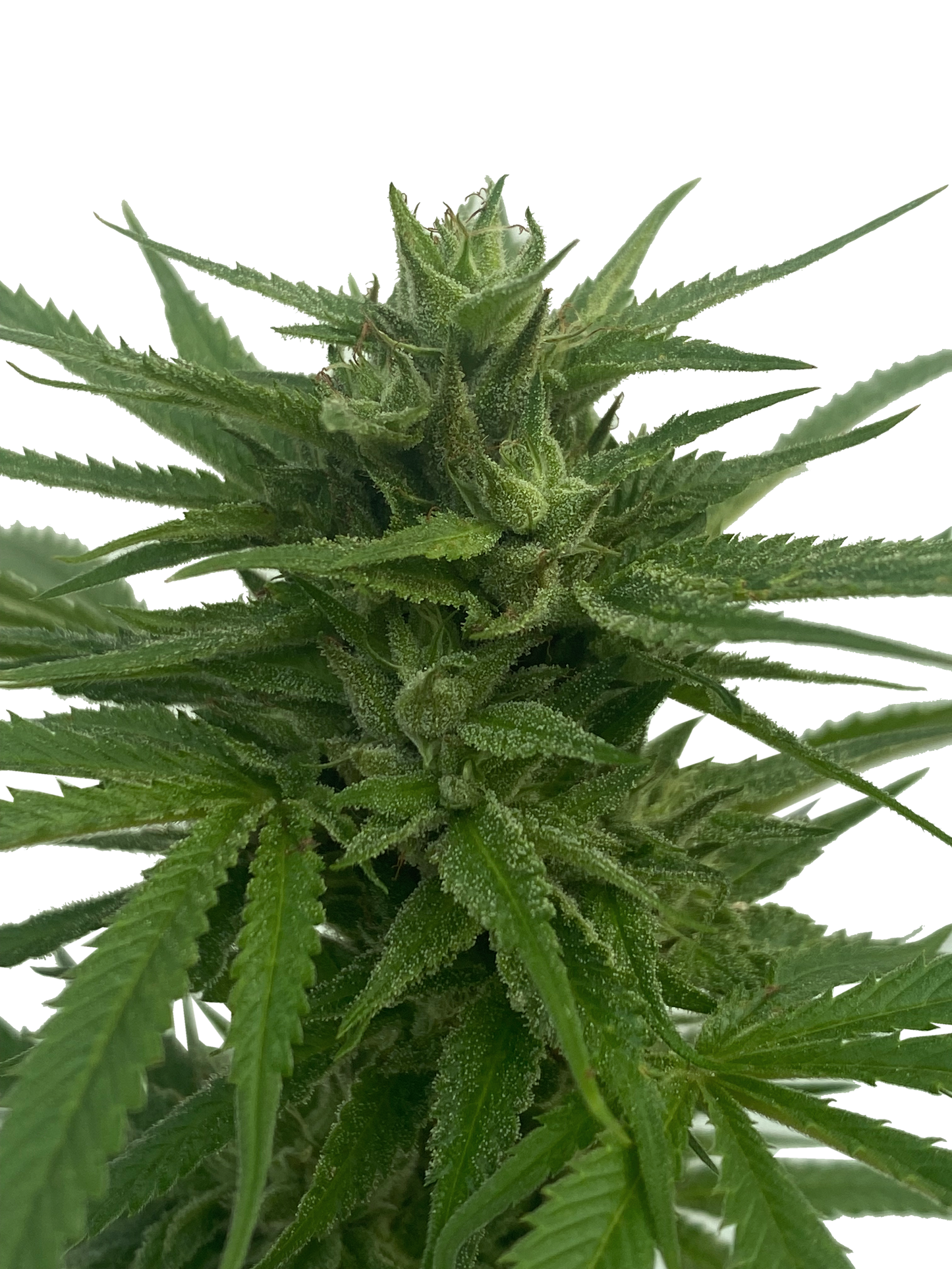 Pineapple Upside Down Cake - Cannabis-Stecklinge von Humboldt Seed Company