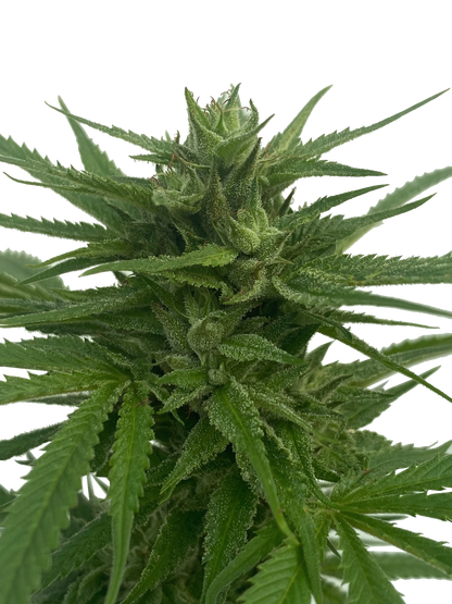 Pineapple Upside Down Cake - Cannabis-Stecklinge von Humboldt Seed Company