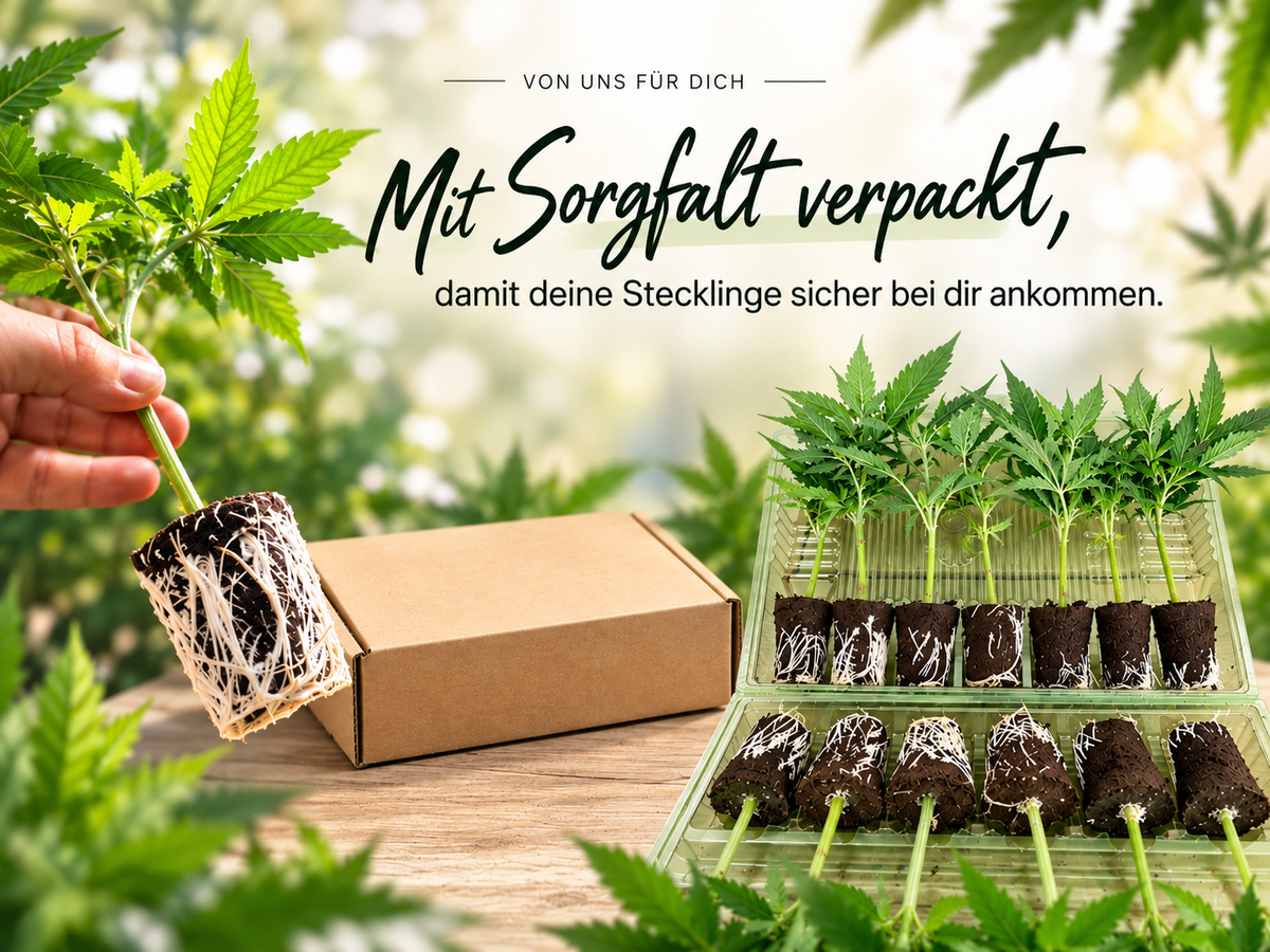 Video laden: Bewurzelte Cannabis-Stecklinge in Anzuchtblöcken mit Versandverpackung von Wunderland Genetics