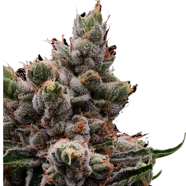 Skywalker 78 Stecklinge mit würzigem Kräuter-Aroma - Einsteigerfreundlich